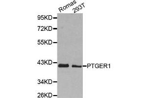Image no. 1 for anti-Prostaglandin E Receptor 1 (Subtype EP1), 42kDa (PTGER1) antibody (ABIN1980238)