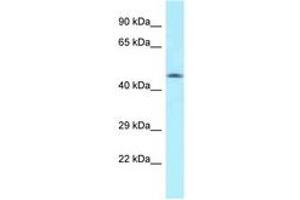 Image no. 1 for anti-MON1 Homolog A (MON1A) (AA 70-119) antibody (ABIN6747933)
