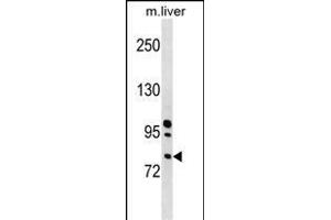 Mouse Rnasel Antibody (N-term) (ABIN1539054 and ABIN2849053) western blot analysis in mouse liver tissue lysates (35 μg/lane).