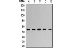 Image no. 3 for anti-TNF Receptor-Associated Factor 2 (TRAF2) antibody (ABIN3198353)