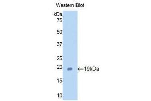 Image no. 1 for anti-Lactotransferrin (LTF) (AA 64-193) antibody (ABIN1859721)