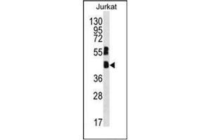 Image no. 2 for anti-Transcription Factor MafB (MAFB) (C-Term) antibody (ABIN953283)