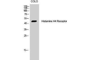 Image no. 1 for anti-Histamine Receptor H4 (HRH4) (Internal Region) antibody (ABIN3185013)