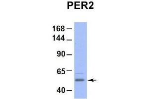Image no. 1 for anti-Period Circadian Protein 2 (PER2) (Middle Region) antibody (ABIN2781189)