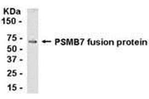 Image no. 1 for anti-Proteasome (Prosome, Macropain) Subunit, beta Type, 7 (PSMB7) (AA 151-277) antibody (ABIN2468125)