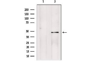 Image no. 2 for anti-Peptidase (Mitochondrial Processing) beta (PMPCB) (Internal Region) antibody (ABIN6264318)