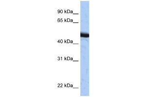 Image no. 1 for anti-Speckle-Type POZ Protein (SPOP-B) (C-Term) antibody (ABIN2784150)
