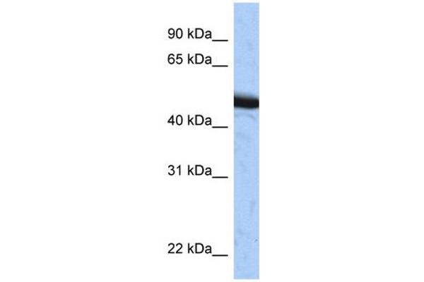 anti-Speckle-Type POZ Protein (SPOP-B) (C-Term) antibody