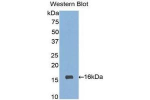 Image no. 1 for anti-Sialic Acid Binding Ig-Like Lectin 7 (SIGLEC7) (AA 381-467) antibody (ABIN1860556)