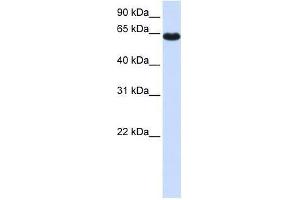 Image no. 1 for anti-Zinc Finger Protein 117 (ZNF117) (Middle Region) antibody (ABIN928185)