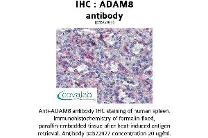 Image no. 3 for anti-ADAM Metallopeptidase Domain 8 (ADAM8) (AA 763-824) antibody (ABIN1731521)