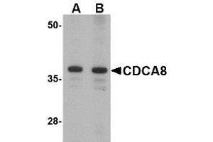 Image no. 1 for anti-Cell Division Cycle Associated 8 (CDCA8) (N-Term) antibody (ABIN499603)