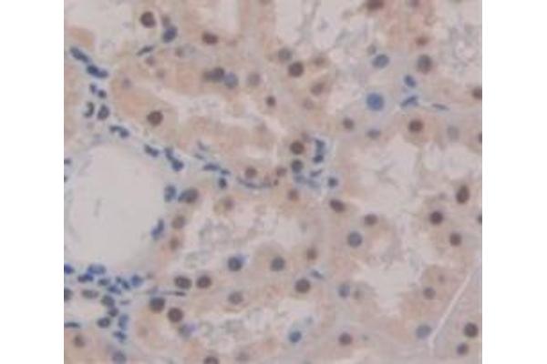 PYGO2 antibody  (AA 171-406)