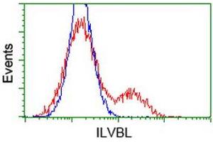 Image no. 1 for anti-IlvB (Bacterial Acetolactate Synthase)-Like (ILVBL) antibody (ABIN2723415)