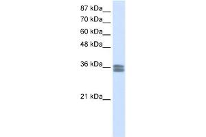 Image no. 1 for anti-Calcium Channel, Voltage-Dependent, gamma Subunit 4 (CACNG4) (N-Term) antibody (ABIN2780212)