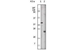 Image no. 2 for anti-Apolipoprotein M (APOM) antibody (ABIN1724662)