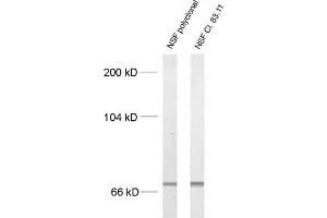 Image no. 1 for anti-N-Ethylmaleimide-Sensitive Factor (NSF) (AA 733-744) antibody (ABIN1742270)