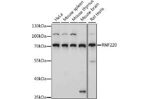 RNF220 Antikörper  (AA 267-566)