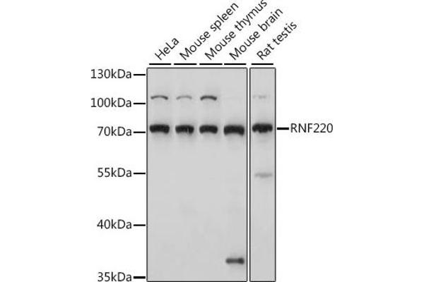 RNF220 Antikörper  (AA 267-566)