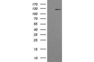 Image no. 4 for anti-Phosphoinositide-3-Kinase, Catalytic, gamma Polypeptide (PIK3CG) antibody (ABIN1500207)