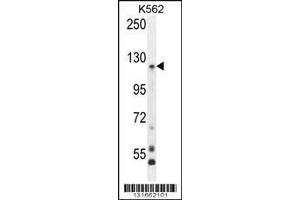 Image no. 3 for anti-Protocadherin gamma Subfamily A, 8 (PCDHGA8) (AA 781-808), (C-Term) antibody (ABIN655955)