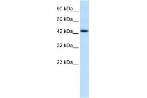 Image no. 1 for anti-Distal-Less Homeobox Protein 2 (DLX2) (N-Term) antibody (ABIN2777373)