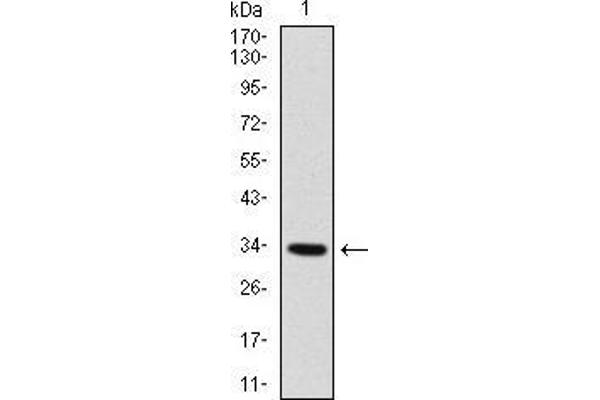 MYF6 Antikörper  (AA 85-150)