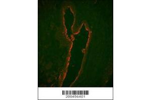 Image no. 2 for anti-Lactotransferrin (LTF) antibody (ABIN658977)