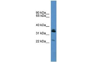 Image no. 1 for anti-Synaptoporin (SYNPR) (Middle Region) antibody (ABIN2774258)