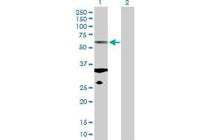 Image no. 1 for anti-Tubulin, alpha 1c (TUBA1C) (AA 1-449) antibody (ABIN529779)