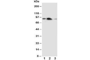 Image no. 1 for anti-Amyloid beta (A4) Precursor-Like Protein 2 (APLP2) (C-Term) antibody (ABIN3029933)