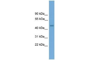 Image no. 1 for anti-Forkhead Box D4 (FOXD4) (N-Term) antibody (ABIN2779838)