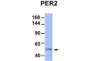 Image no. 6 for anti-Period Circadian Protein 2 (PER2) (Middle Region) antibody (ABIN2781189)