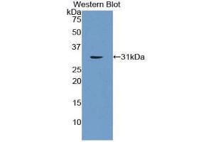 Image no. 1 for anti-Leucine-Rich Repeats and Immunoglobulin-Like Domains 1 (Lrig1) (AA 739-995) antibody (ABIN1859700)