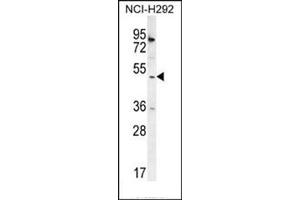 Image no. 2 for anti-SH2 Domain Containing 4A (SH2D4A) (AA 45-75), (N-Term) antibody (ABIN954787)