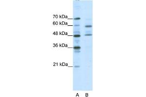 Image no. 1 for anti-Transcription Factor CP2-Like 1 (TFCP2L1) (Middle Region) antibody (ABIN1109223)