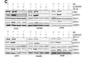 anti-Chemokine (C-X-C Motif) Ligand 1 (Melanoma Growth Stimulating Activity, Alpha) (CXCL1) (Center) antibody
