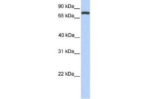 Image no. 1 for anti-Collectin Sub-Family Member 12 (COLEC12) (Middle Region) antibody (ABIN634520)
