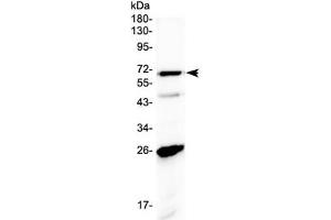 Image no. 1 for anti-Solute Carrier Family 7 (Cationic Amino Acid Transporter, Y+ System), Member 3 (SLC7A3) (AA 1-30) antibody (ABIN5647608)