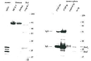 Image no. 2 for anti-Bcl2 Modifying Factor (BMF) (AA 112-126), (AA 13-27) antibody (ABIN2745519)