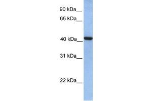 Image no. 1 for anti-GDP-Mannose Pyrophosphorylase A (GMPPA) (N-Term) antibody (ABIN2783674)