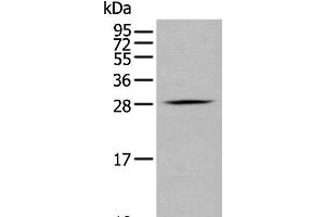 Western blot analysis of RAW264.