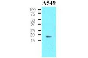 Image no. 2 for anti-Protein Phosphatase 1, Regulatory (Inhibitor) Subunit 14A (PPP1R14A) (AA 1-147), (N-Term) antibody (ABIN302213)