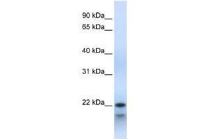 POLR3H antibody  (Middle Region)