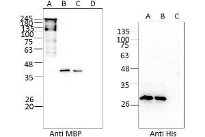 Western Blotting (WB) image for Ataxin 2 (ATXN2) (AA 1-1313) protein (ABIN3089810)
