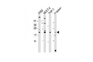 Image no. 3 for anti-Allograft Inflammatory Factor 1 (AIF1) (AA 6-36), (N-Term) antibody (ABIN654407)