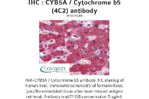 Image no. 1 for anti-Cytochrome B5 Type A (Microsomal) (CYB5A) (AA 1-135), (full length) antibody (ABIN1723974)
