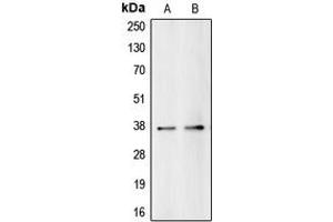 Image no. 3 for anti-Budding Uninhibited By Benzimidazoles 3 Homolog (Yeast) (BUB3) (C-Term) antibody (ABIN2704544)