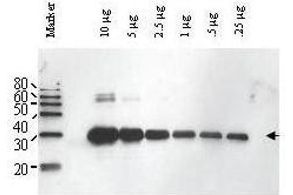 anti-ULP1 (ULP1) antibody