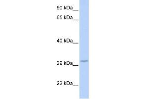Image no. 1 for anti-F-Box Protein 27 (FBXO27) (Middle Region) antibody (ABIN2787693)
